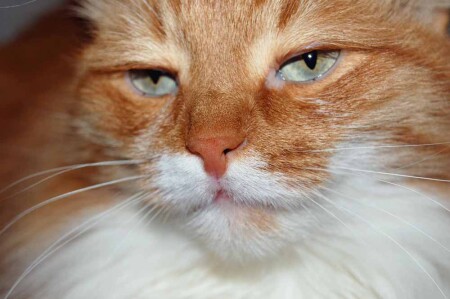 хитрый рыжий.