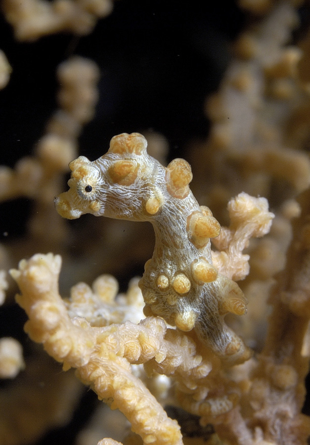 Pygmy
