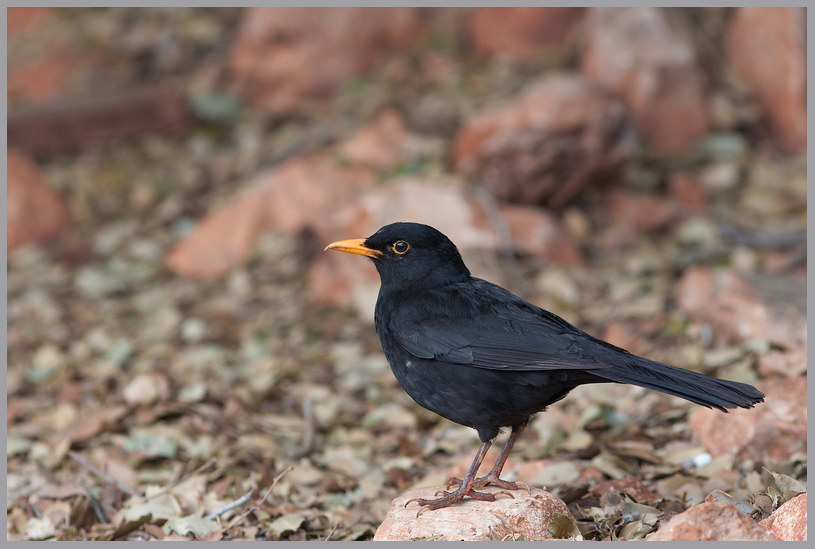 Ouzel