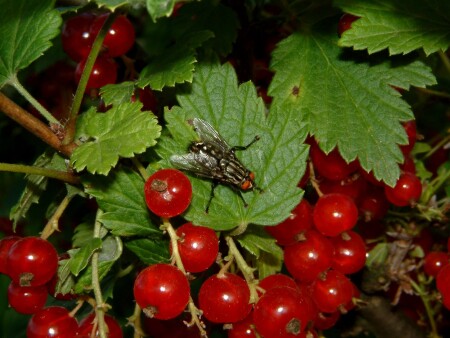 Смородина и муха