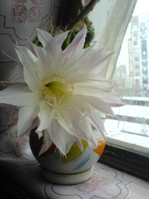 Кактус