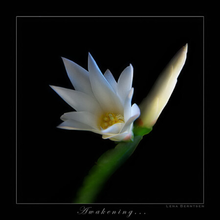 Awakening... (пробуждение)