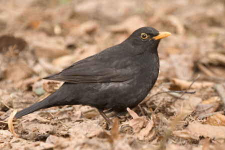 черный дрозд