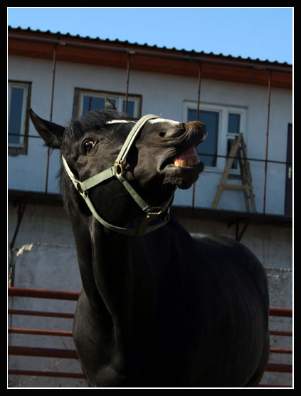 Нос