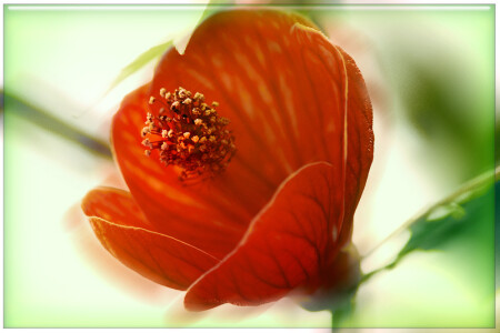 Роза в тумане 