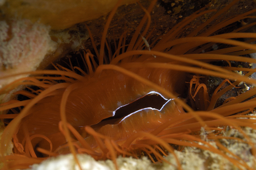 Electic Clam