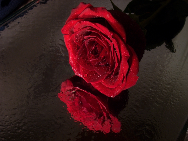Glamour Rose