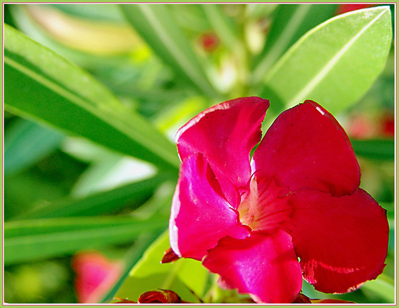Red on Green + Geometry