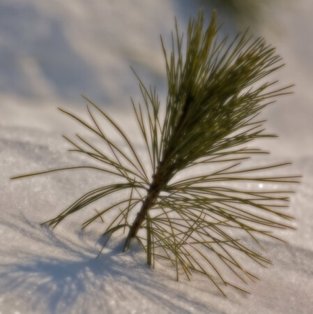 Заполярный подснежник