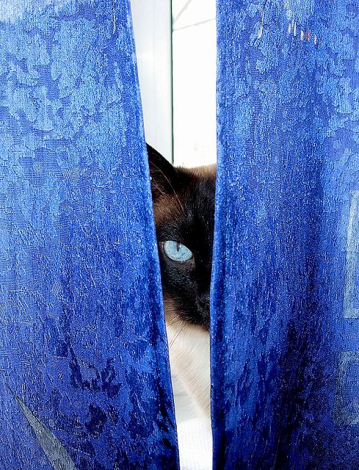 Кот