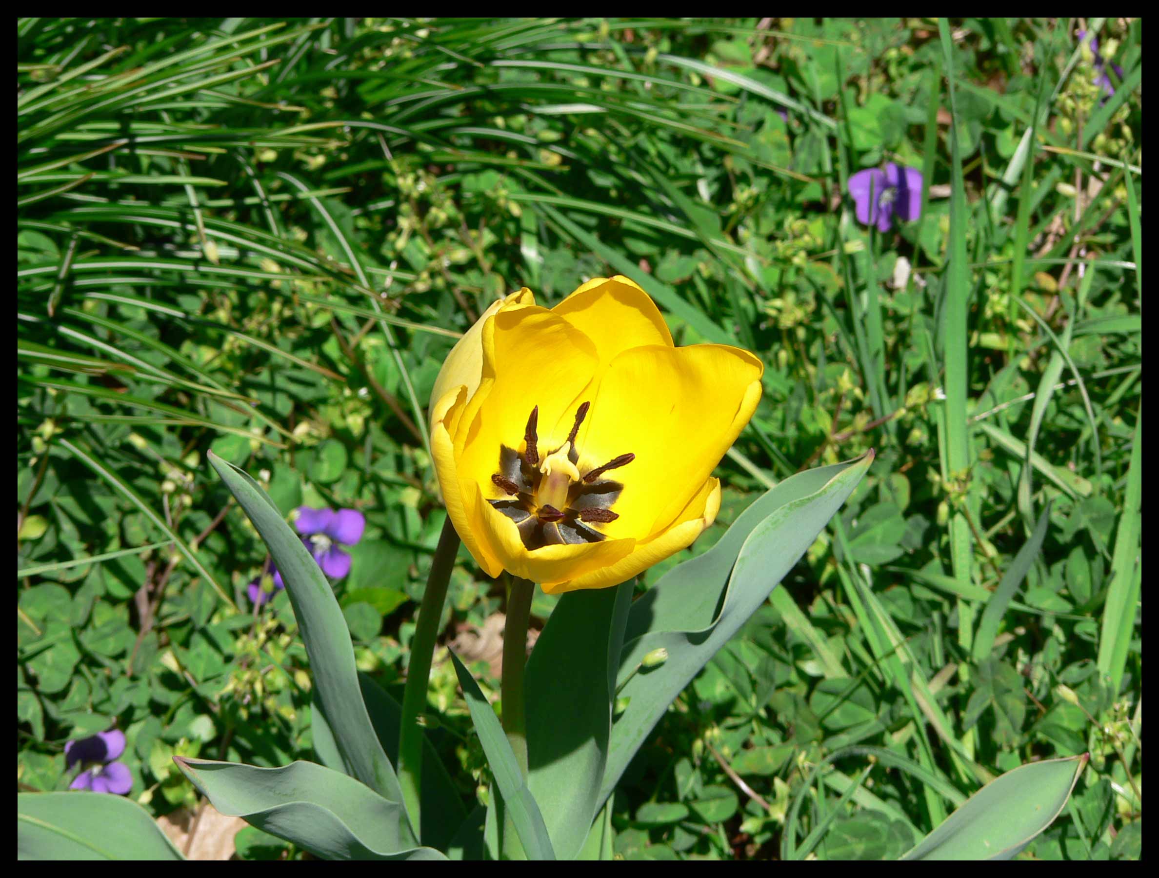 Wild Tulip