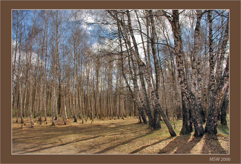 В поисках подснежников