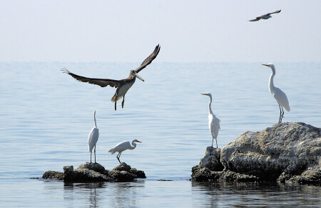 Посадку давай!