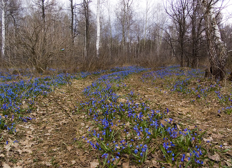 Синяя дорога