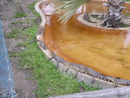 Круговая порука