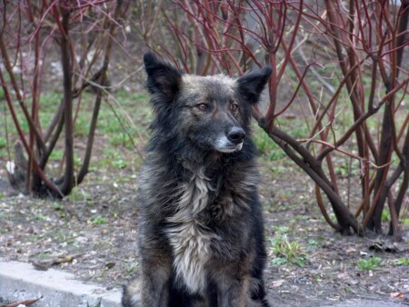 побитый жизнью....