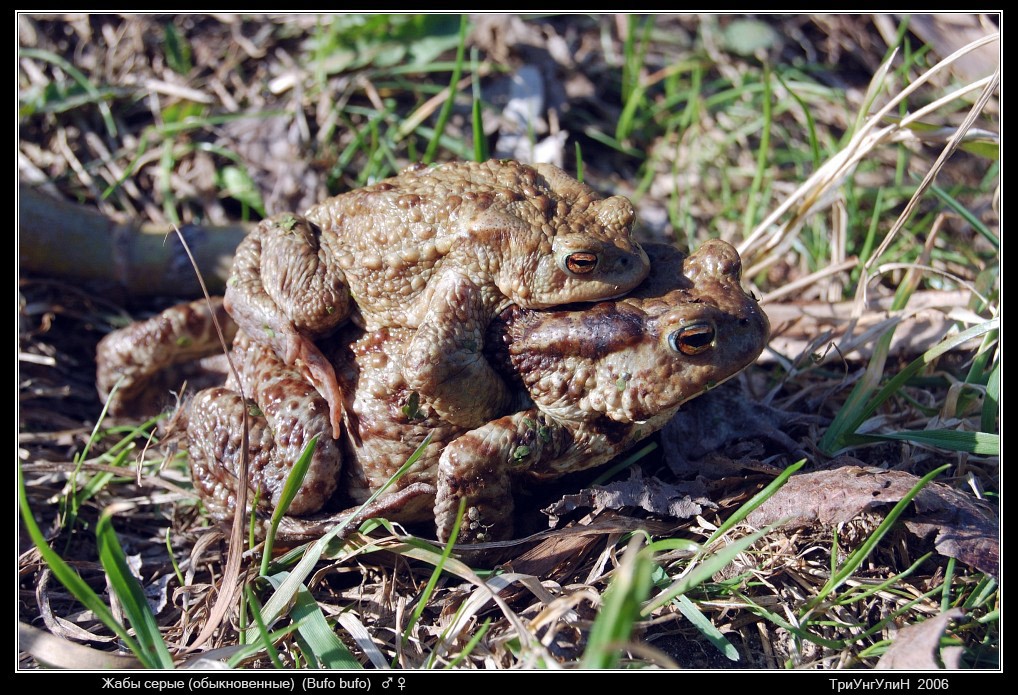 Жабы серые (Bufo bufo)