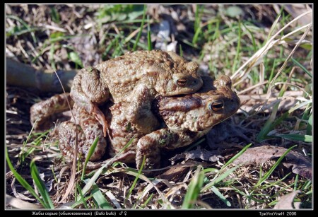 Жабы серые (Bufo bufo)