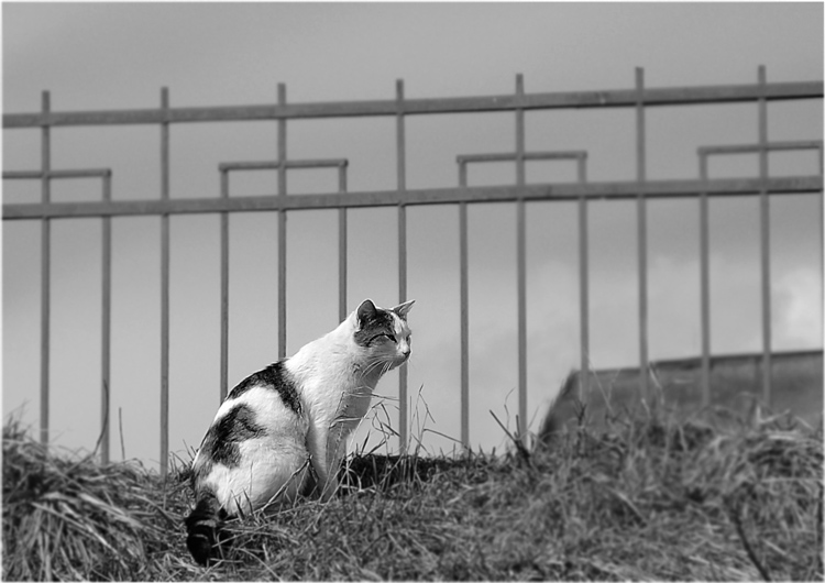 Кошак