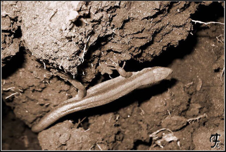 Подглядываем?