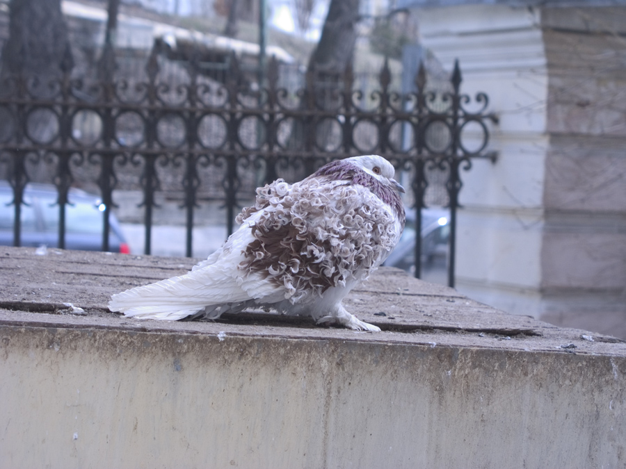 Ну где же ты? Я и покрасился, и сделал завивку... (Серия: Живое в Москве)