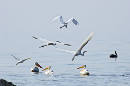 Достал, папараццо!