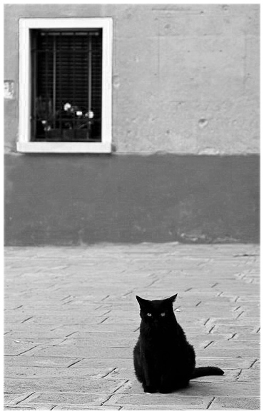 MONOCHROME CAT