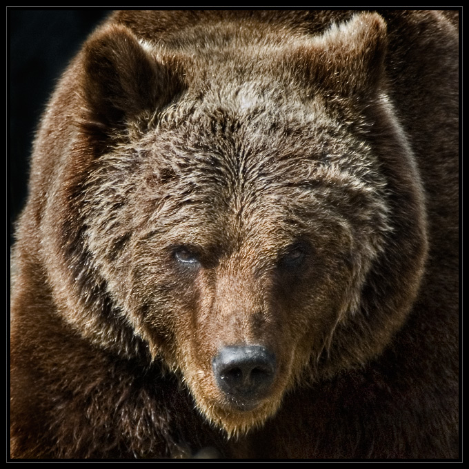 Ursus