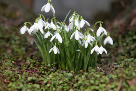 Запоздалые подснежники