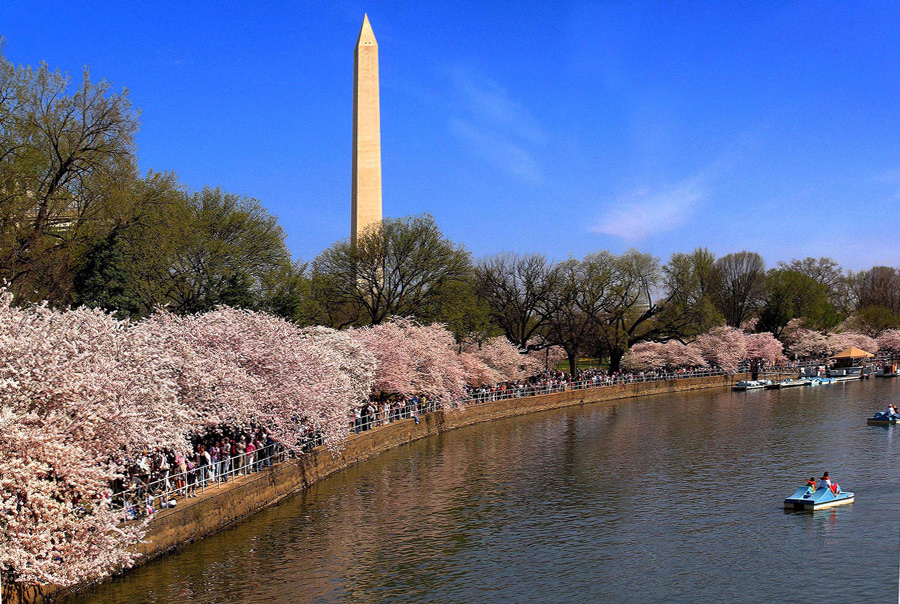 Cherry Blossom