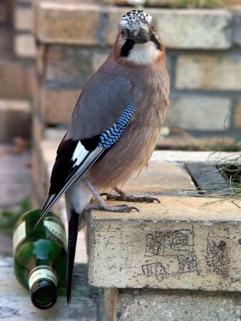 Синяя птица