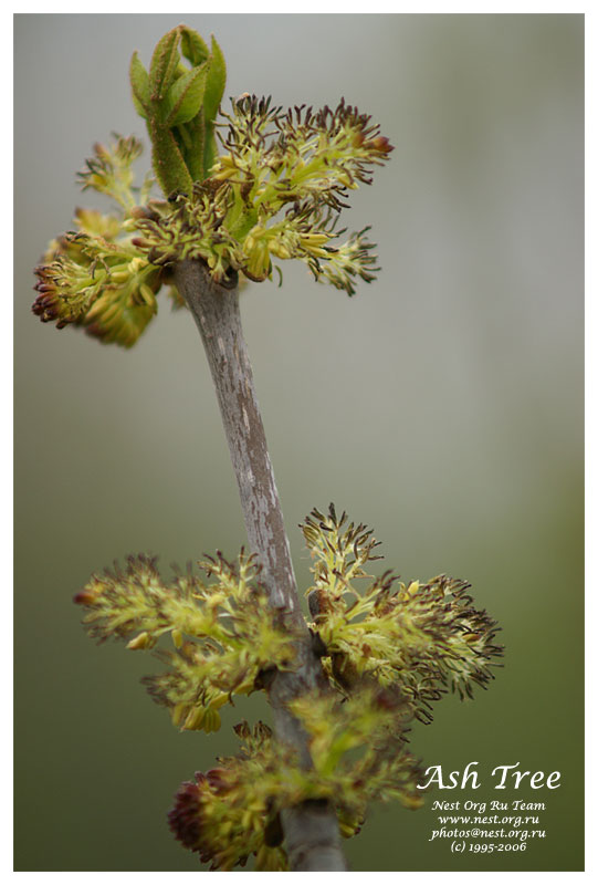 Ash Tree