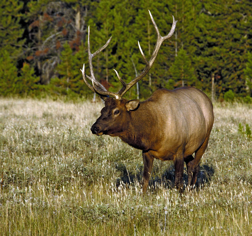 Buck