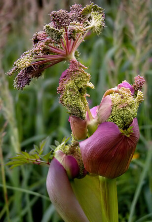 Аленький цветочек, чернобыльский вариант.
