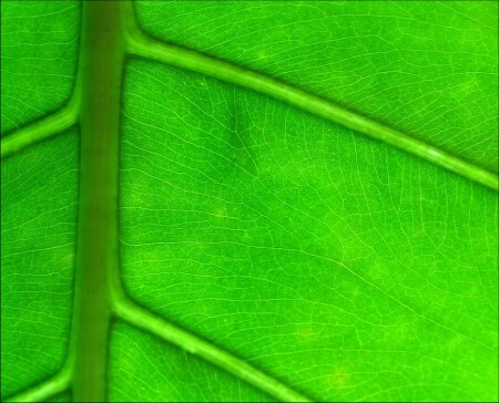 Viridis