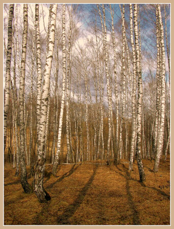 весенний лес