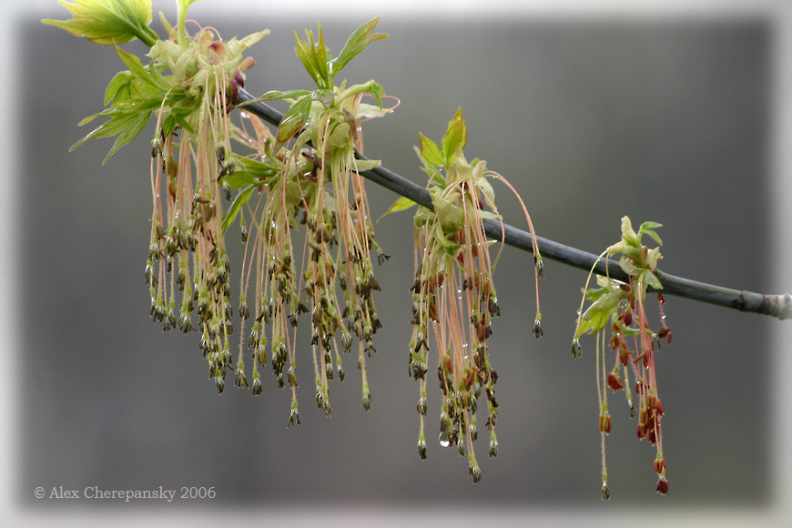 after spring rain