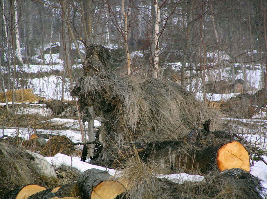 Лесной страж