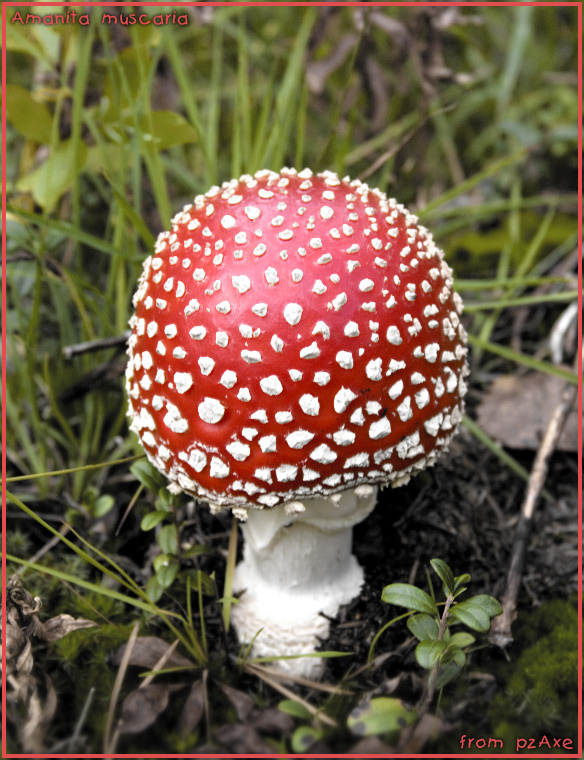 Amanita muscaria