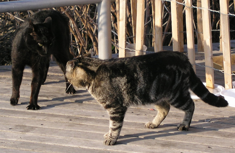 Cat Fight