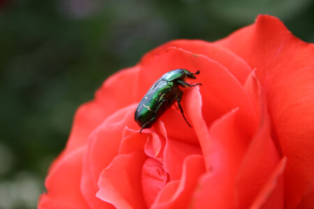 зелёное на красном