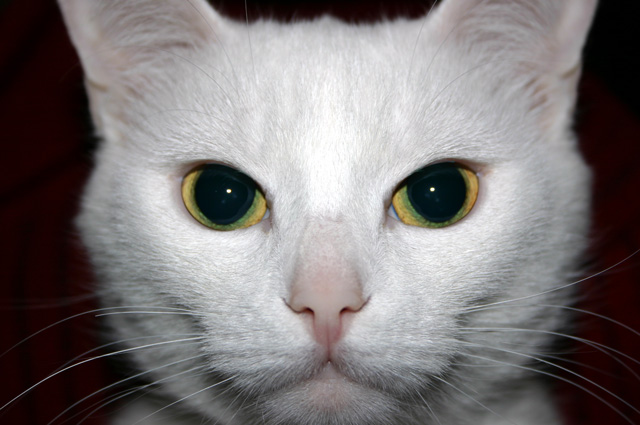 Рублевская кошка