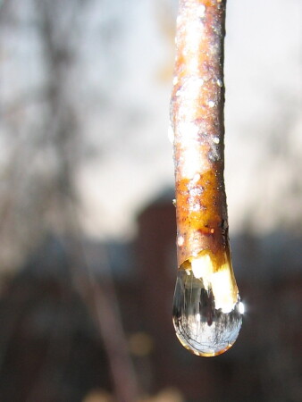 Плакала берёза