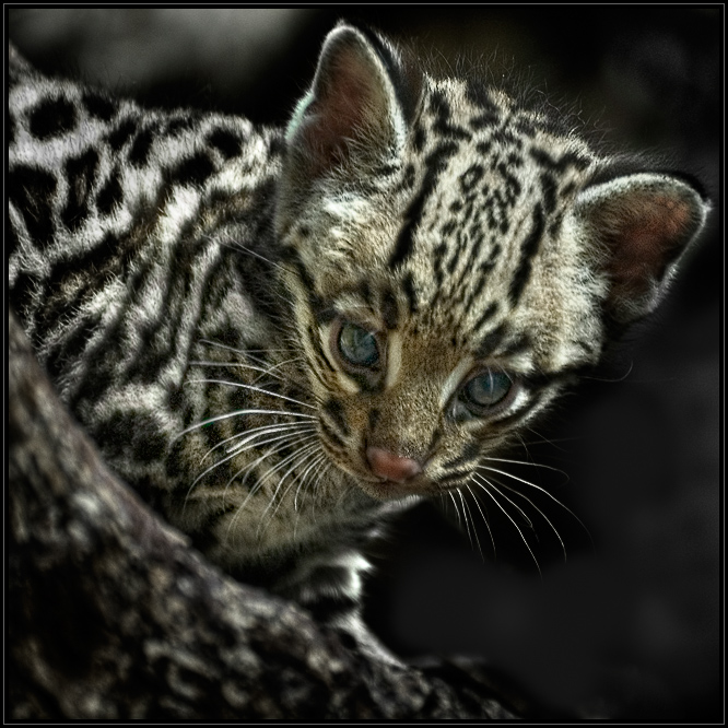 Felis