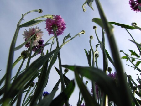 Дотянуться до небес