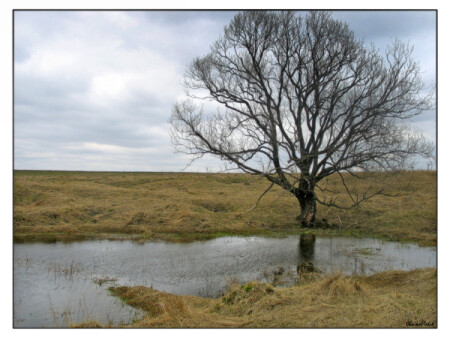 раннее весеннее