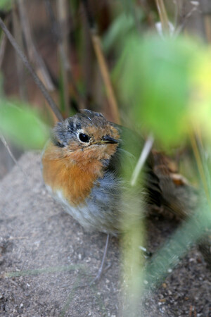 Птенец малиновки