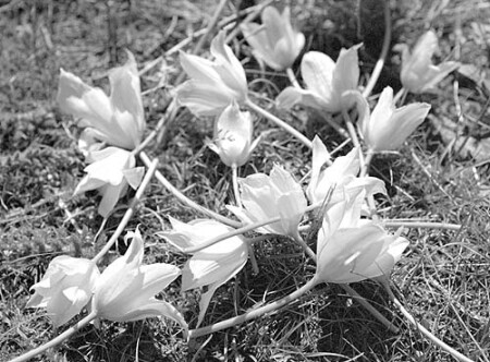 Брошенные тюльпаны