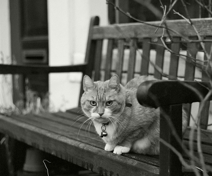 Кот-бегемот