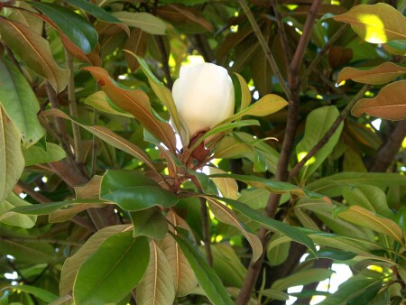 Магнолия
